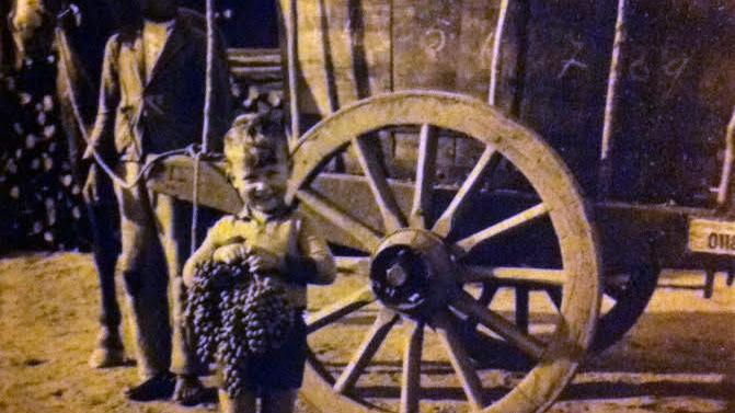 Niño durante una vendimia de 1930. Fotografía gentileza de Museo San José de Ranquil