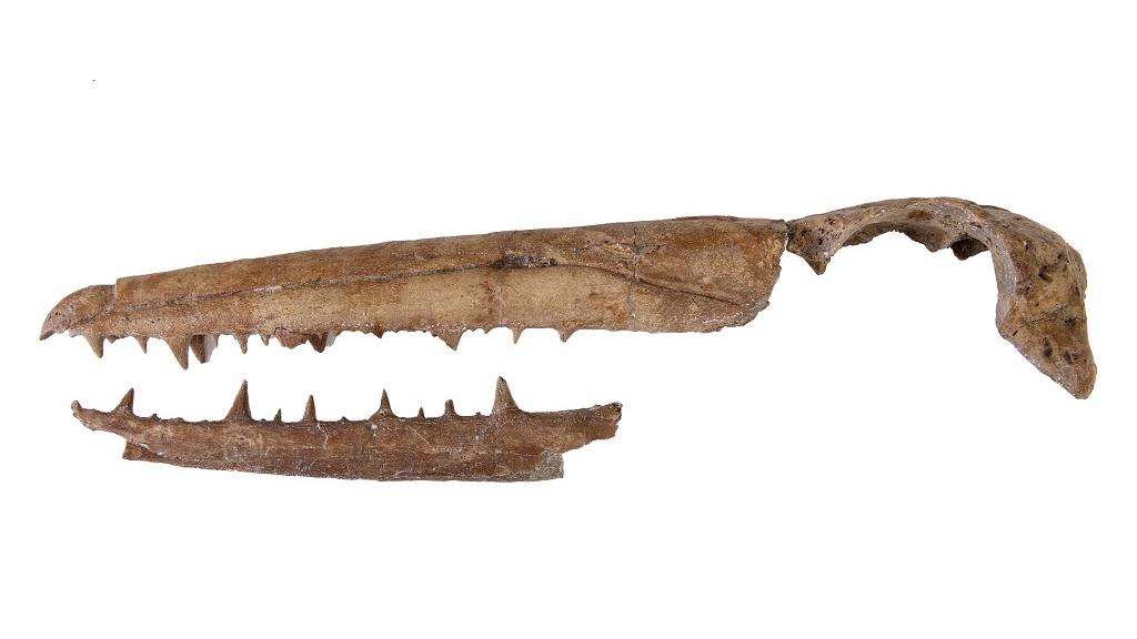 Pelagornis chilensis del Mioceno tardío, form. Bahía Inglesa, Chile. Repatriado en 2011 desde Fráncfort, Alemania, por el Museo Senckerberg. Foto gentileza Museo Nacional de Historia Natural Pelagornis chilensis, form. Bahía Inglesa, Chile. Repatriado en 2011 desde Fráncfort, Alemania, por el Museo Senckerberg. Foto gentileza MNHN