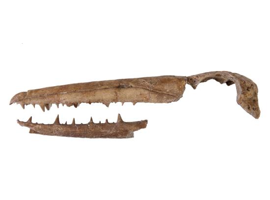 Pelagornis chilensis, form. Bahía Inglesa, Chile. Repatriado en 2011 desde Fráncfort, Alemania, por el Museo Senckerberg. Foto gentileza MNHN